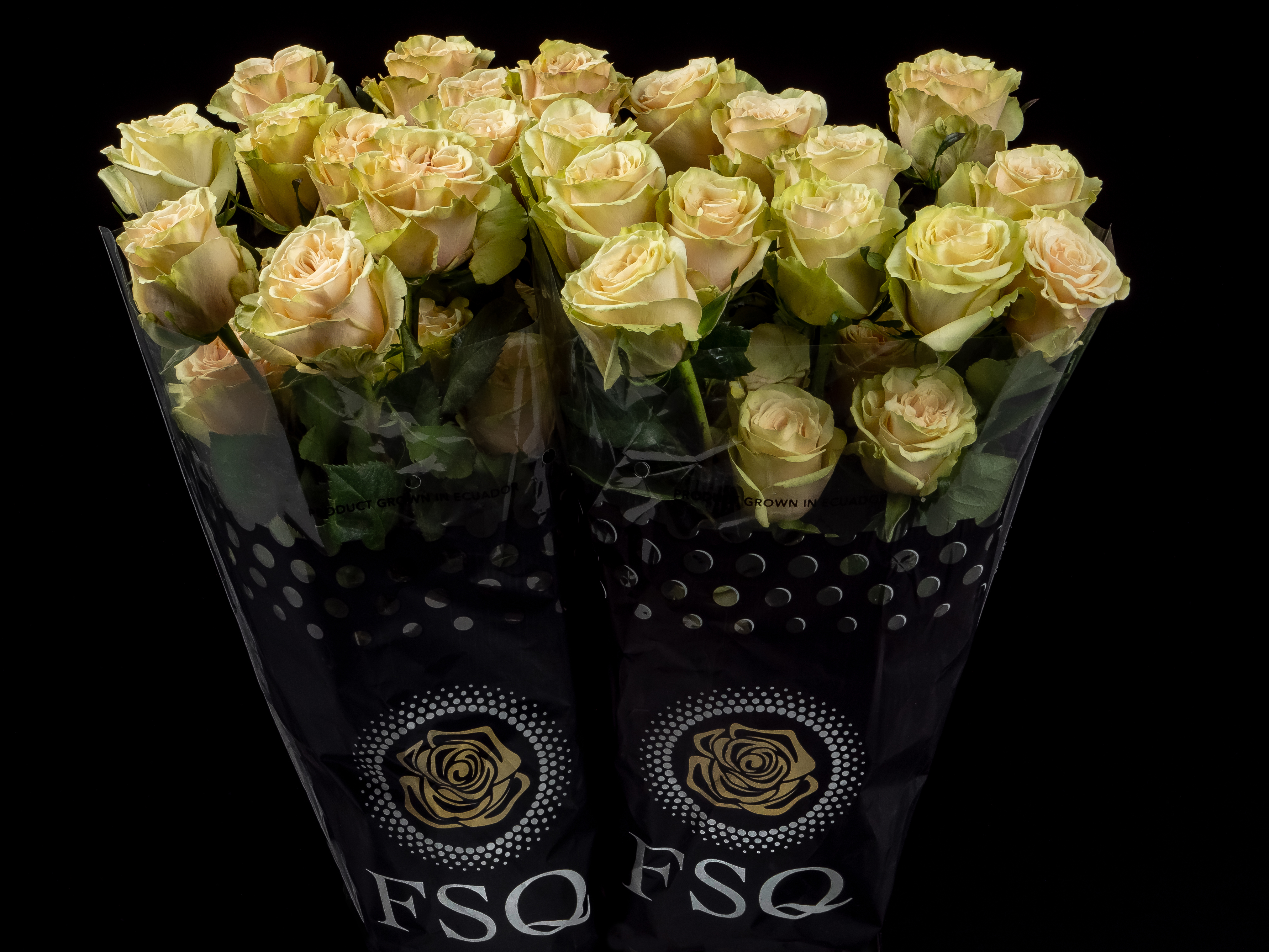 CUTE ENIGMA a Green rose from Ecuador